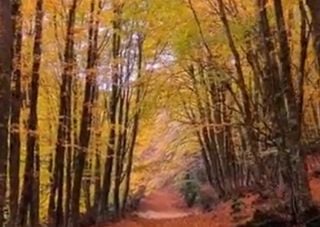 Autunno, i boschi delle Alpi e dell'Appennino cambiano colore: le foto