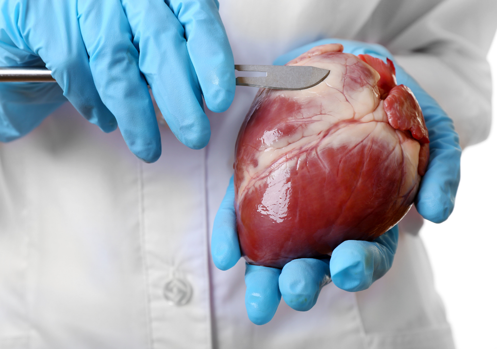 Parche para infarto al corazón, Meteored, Chile