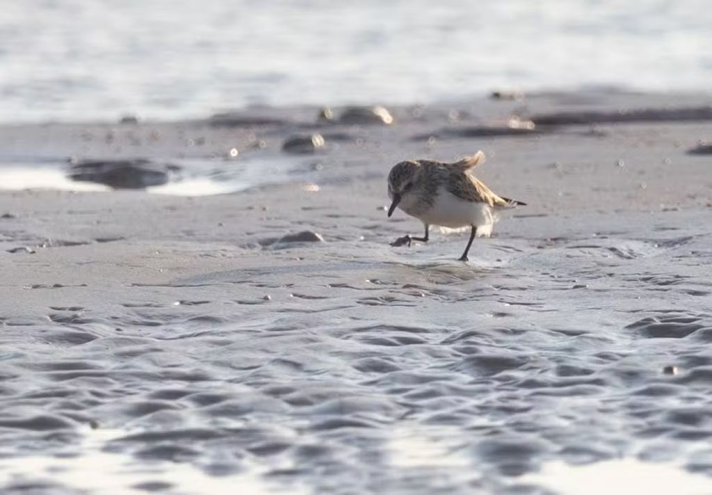 Maçarico-rasteirinho (Calidris pusilla) é considerado Em Perigo (EN) pelo ICMBio — Foto: Álvaro Alemany / iNaturalist