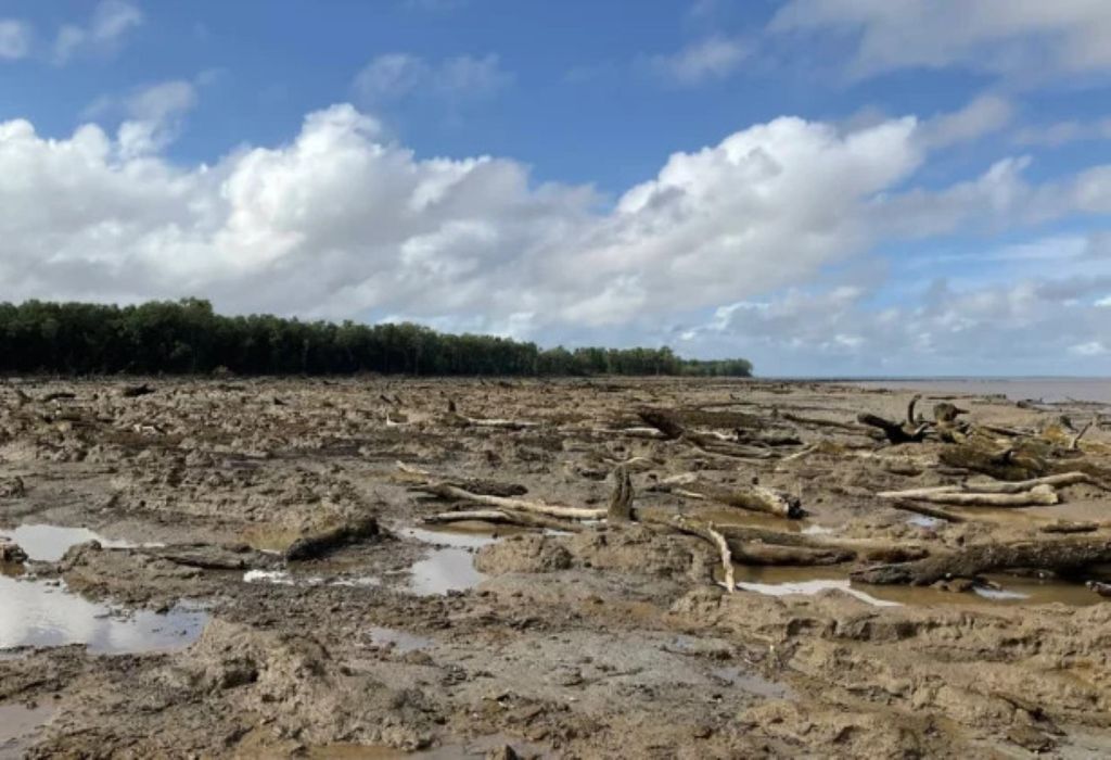 Área de costa na Amazônia durante a maré baixa: regiões como esta, antes refúgio alimentar para aves migratórias, vêm sendo alteradas pelo avanço do mar e pela erosão.