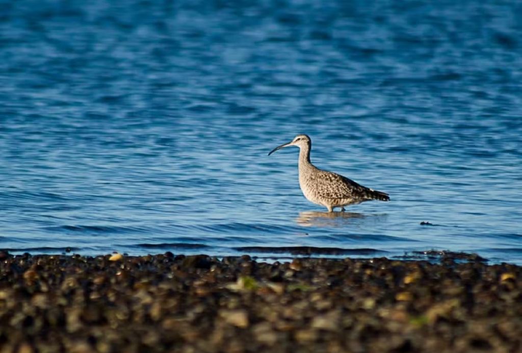Maçarico-de-bico-torto (Numenius hudsonicus) também enfrenta desafios decorrentes do avanço do mar na costa — Foto: Alejandra / iNaturalist