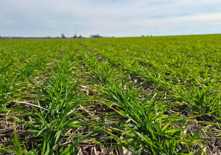 Avanza el trigo, pero el exceso de humedad frena al ma&iacute;z: as&iacute; impacta el clima en la campa&ntilde;a agr&iacute;cola