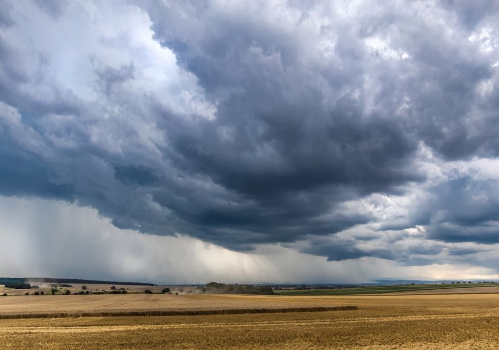 trigo Un cielo cargado de humedad: las lluvias de primavera podrían reforzarse si se consolida El Niño, aunque un exceso de agua también elevaría el riesgo de enfermedades y pérdidas de calidad en trigo.