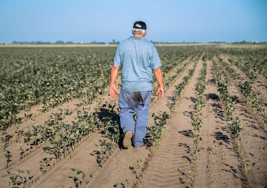 sequía lote soja argentina