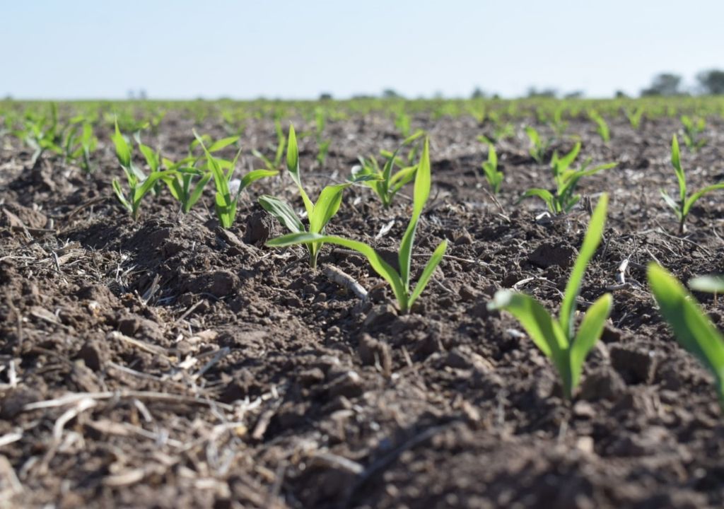 siembra maíz temprano tardío