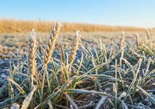 Avanza la siembra de trigo con heladas de hasta -8,2 &deg;C: c&oacute;mo sigue la campa&ntilde;a y d&oacute;nde persiste el barro