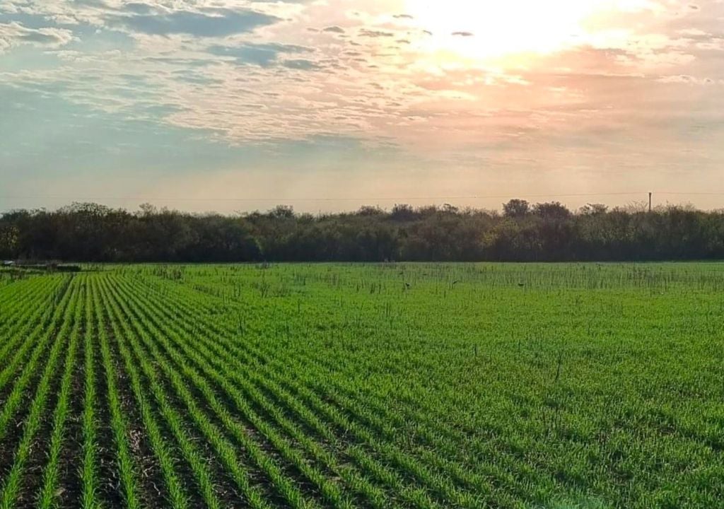 trigo Trigo en expansión foliar, en la localidad de Enrique Carbó, provincia de Entre Ríos. Gentileza: Luis Tronco, para la Bolsa de Cereales de Buenos Aires.