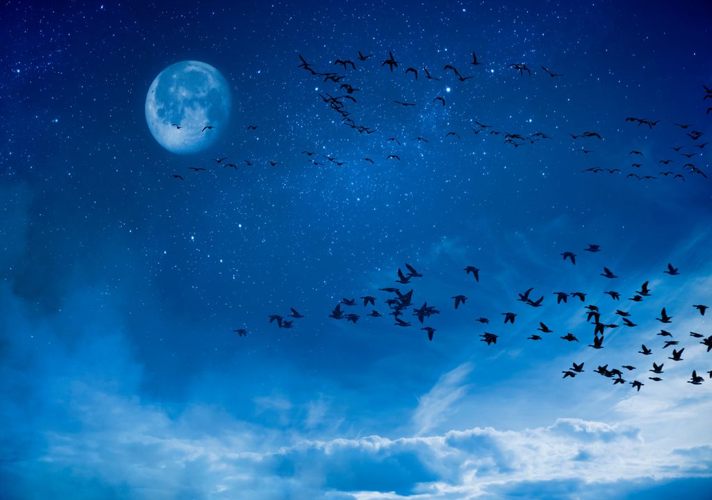 Lua; pássaros; ave; andorinhões pretos