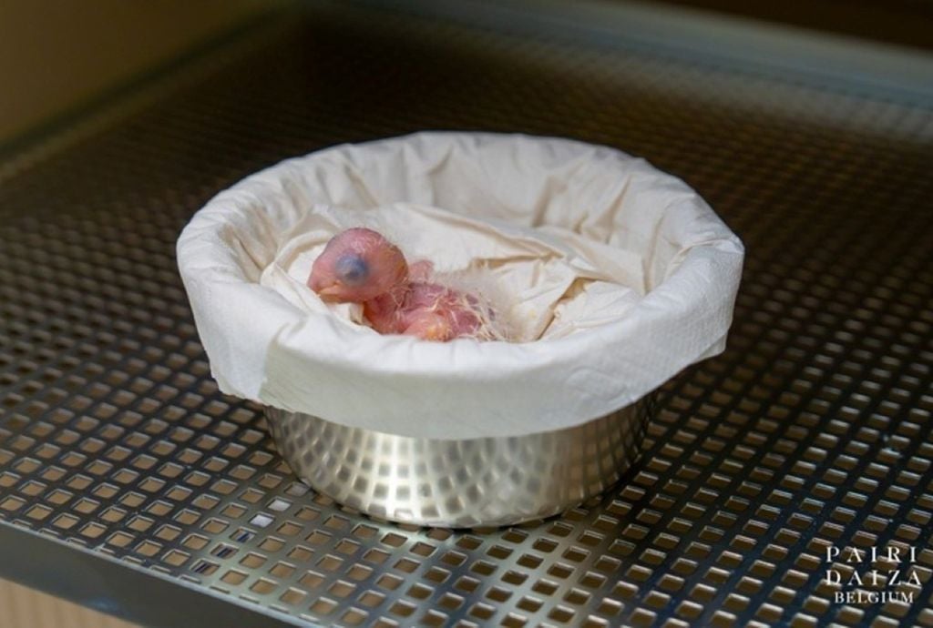 O filhote de ararinha-azul nasceu na Bélgica no dia 21 de setembro – Foto: Divulgação/Pairi Daiza/ND