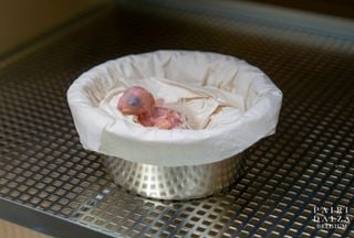 Ave extinta no Brasil renasce a 9 mil km de casa: esperança para a ararinha-azul surge com nascimento inédito na Bélgica