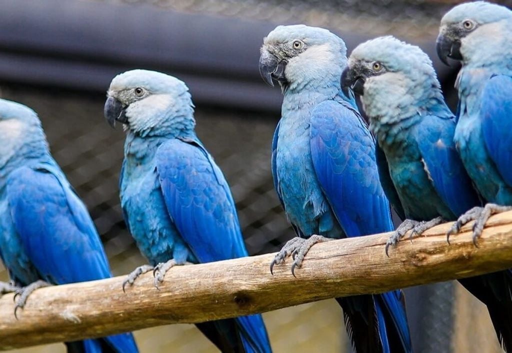 Espécie está extinta na natureza, mas segue viva em cativeiro – Foto: Reprodução/ND