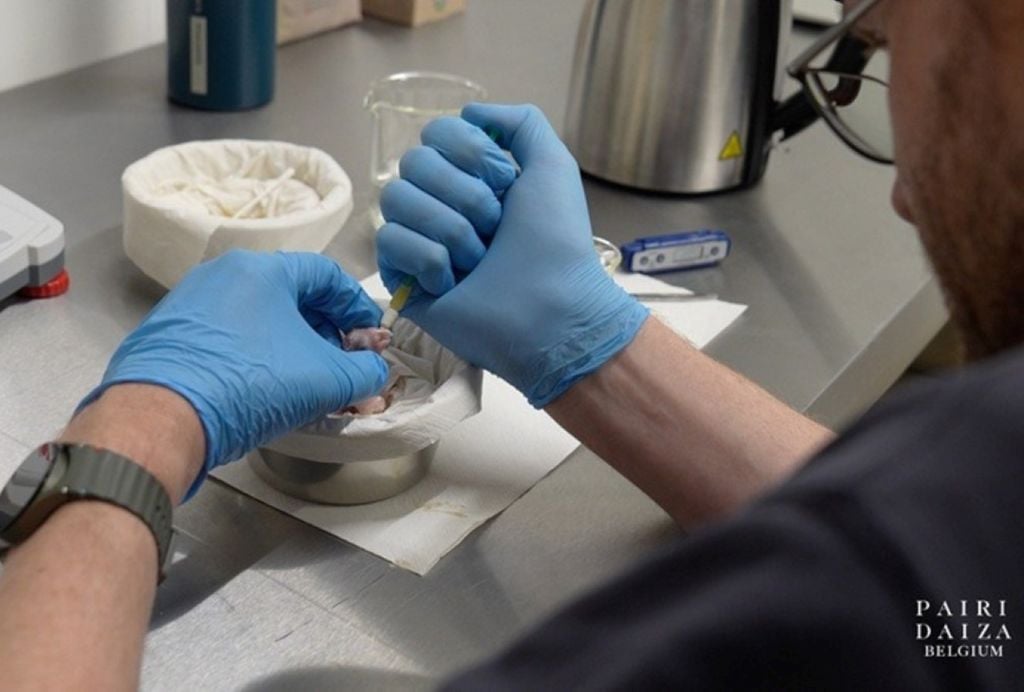 Após 100 ovos não fertilizados, o 101º filhote nasceu – Foto: Divulgação/Pairi Daiza/ND