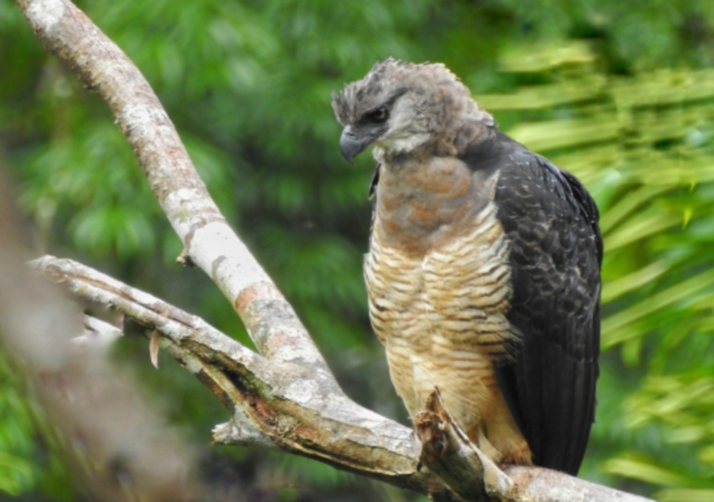 Registro da ave Uiraçu no Brasil reacende debates sobre extinção, políticas públicas e proteção de áreas naturais.