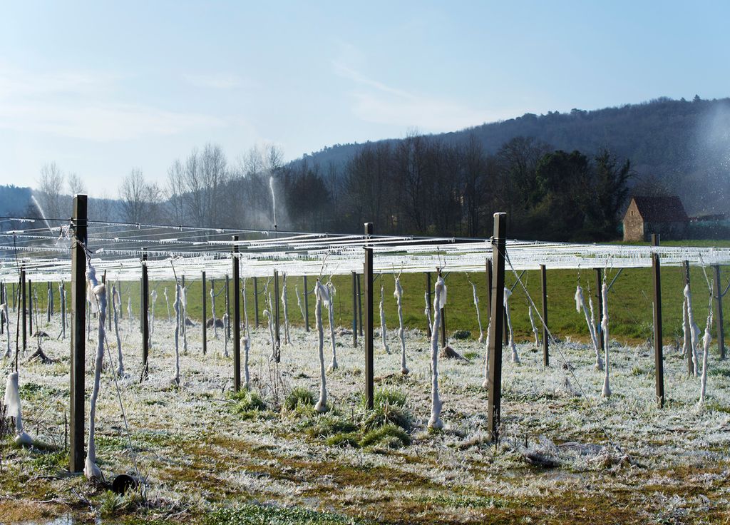 former une couche de glace autour de la plantation se révèle assez efficace.