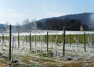 Con la bajada de las temperaturas ¿Cómo puedo evitar que mis frutales se congelen?