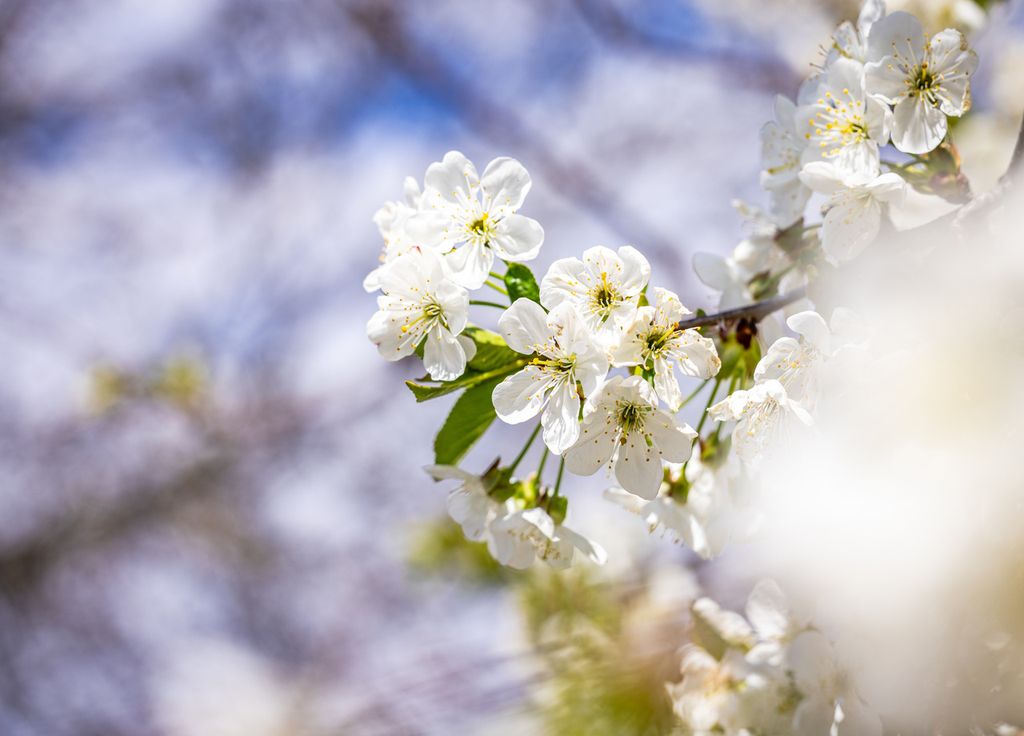 Les cerisiers sont aussi en fleurs. SI le gel sera peu présent, la récolte pourrait se montrer généreuse.