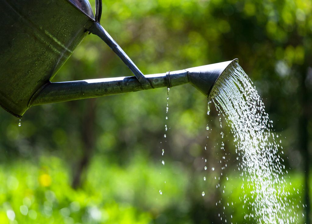 Par les temps chauds, veiller à un bon arrosage est important.