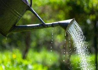 With the hot heat wave, how to keep a beautiful garden? Here are some tips. tricks