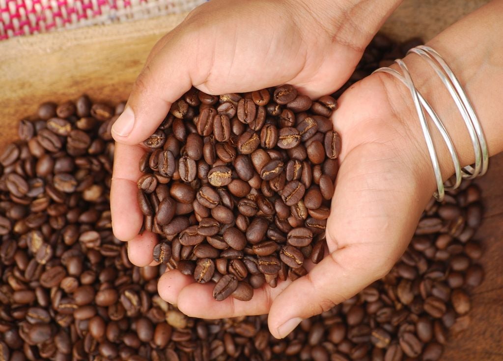 Au-delà du seuil de 30°C, les caféiers subissent un stress thermique qui affecte la qualité des récoltes.