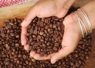 Avec le changement climatique, risquons-nous de voir les prix du caf&eacute; s'envoler y compris en France ?