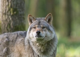 L'avenir du loup pourrait être menacé en France : pourquoi une telle inquiétude ?