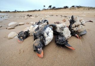 Aves marinas mueren de hambre en temporales del hemisferio norte