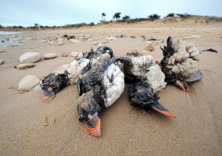 Aves marinhas morrem de fome em tempestades no Hemisfério Norte Aves marinhas morrem de fome em tempestades no Hemisfério Norte
