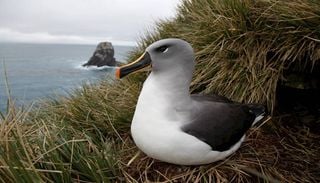 Aves marinhas subant&aacute;rticas est&atilde;o contaminadas: cientistas de Coimbra explicam os riscos
