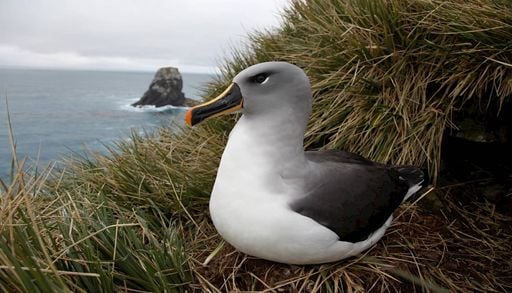 Aves marinhas subant&aacute;rticas est&atilde;o contaminadas: cientistas de Coimbra explicam os riscos