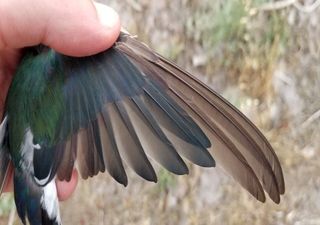 Las aves cantoras migratorias mudan sorprendentemente sus plumas antes en cada otoño a medida que el clima se calienta