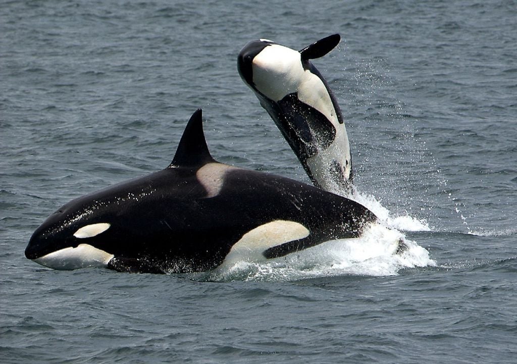 Orcas Orcas