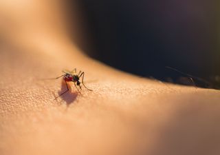 Sanidad advierte de que el virus del Nilo Occidental ya está este año en España: ¿cuáles son los principales síntomas? 