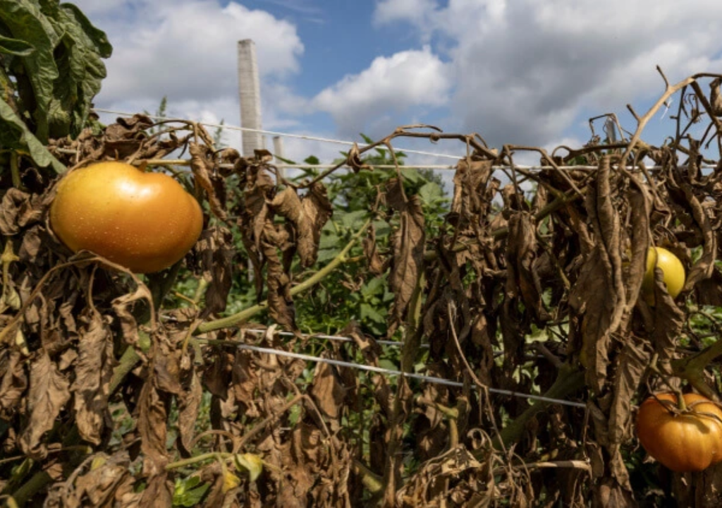 Hortalizas bajo estrés térmico: altas temperaturas y suelos calientes afectan el desarrollo y la producción agrícola.