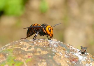 'Avispas gigantes' vetulinas y mandarinas, una amenaza ya casi global