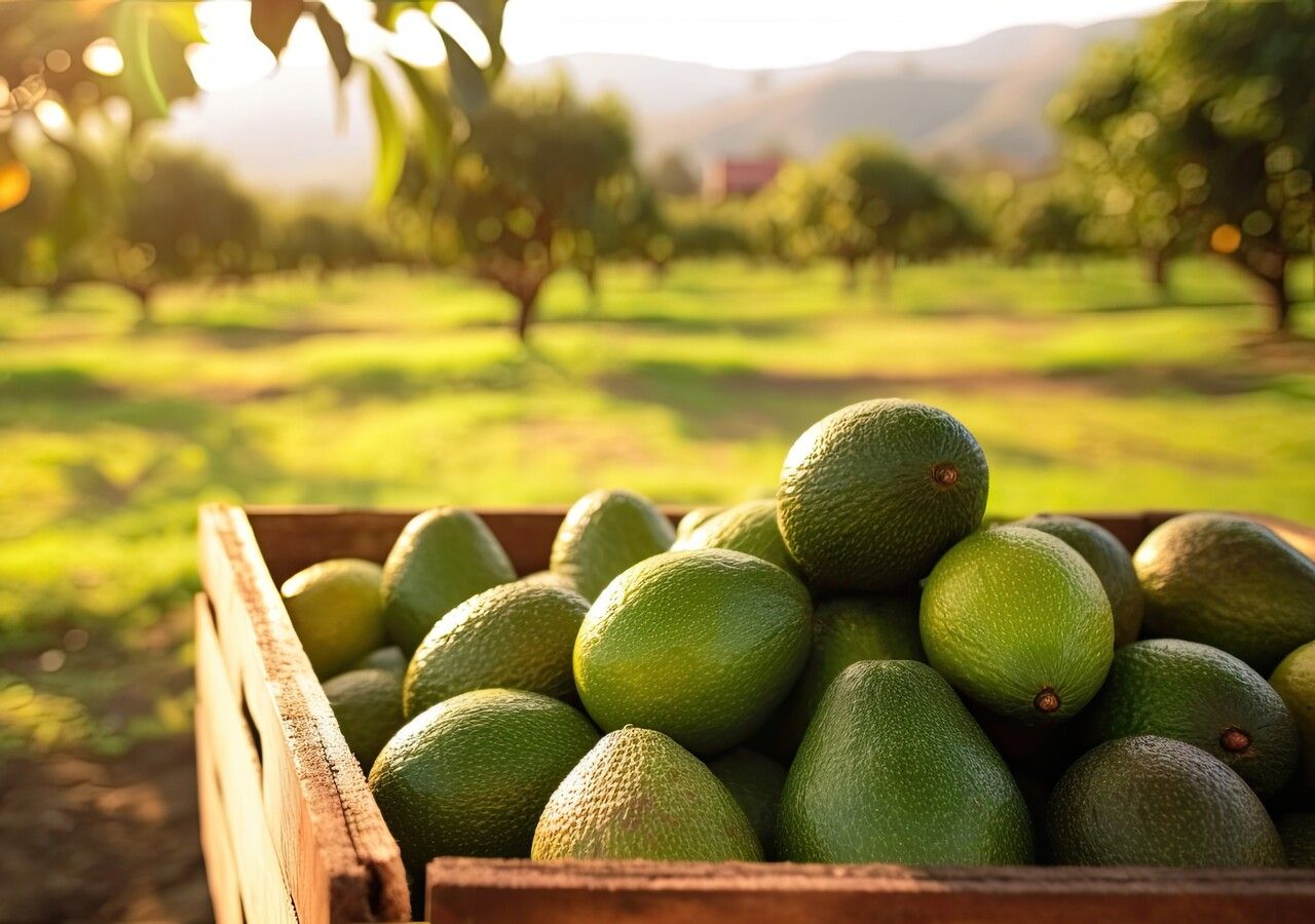Coltivazioni di avocado in crescita nel sud Italia: situazione attuale e prospettive future