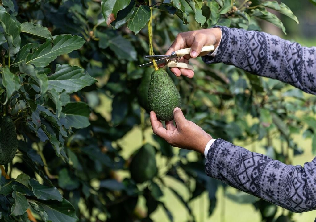 I principali paesi produttori di avocado sono Messico, Colombia, Perù, Cile e Repubblica Dominicana