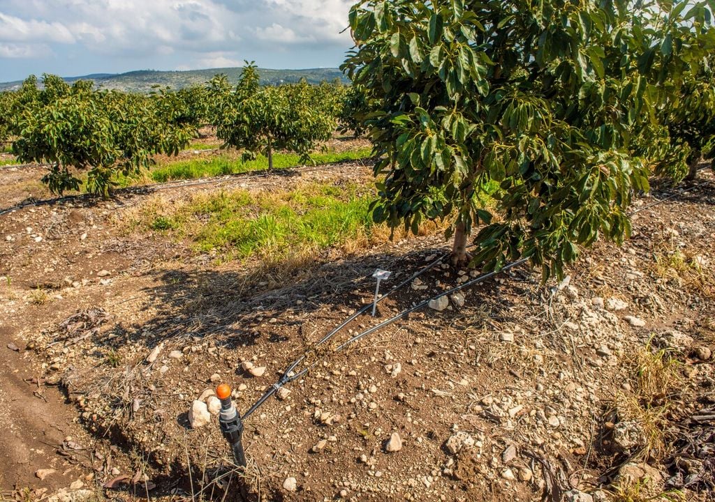 Irrigazione automatica in una piantagione di avocado