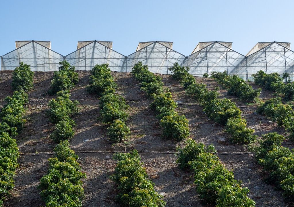 Coltivazione di avocado in area mediterranea