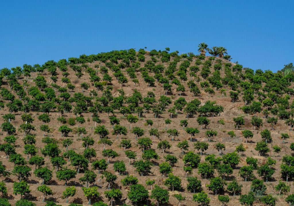 L'espansione dell'avocado nel bacino del mediterraneo è solo una delle tante trasformazioni che stanno interessando l'agricoltura locale