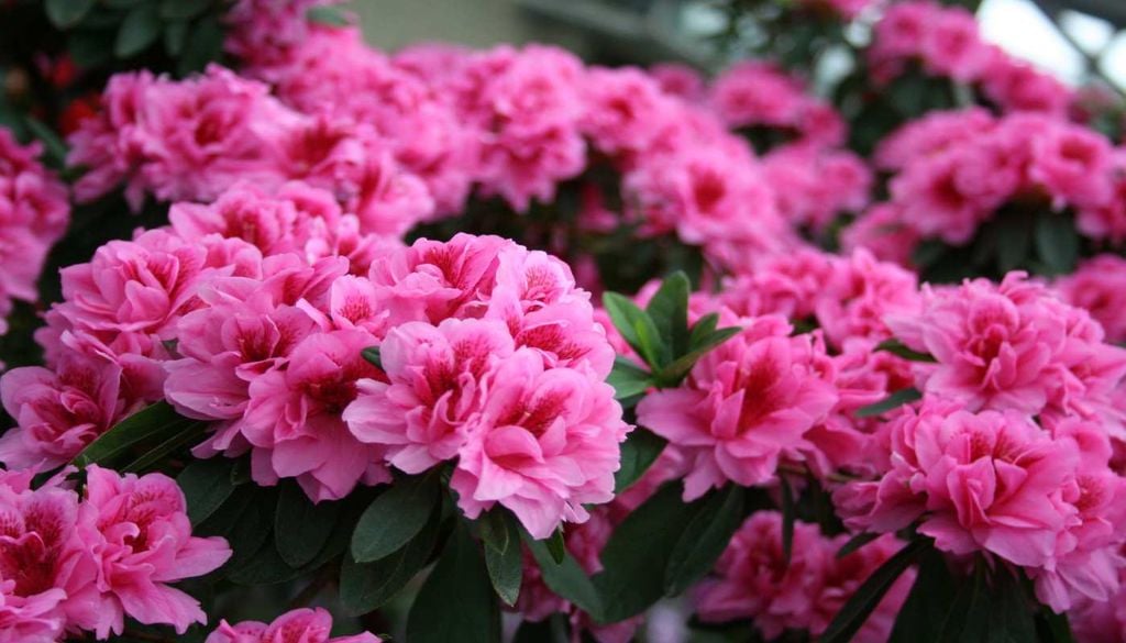 Azaleas A azálea é uma explosão de cor que pode transformar qualquer jardim num espaço elegante e acollhedor.