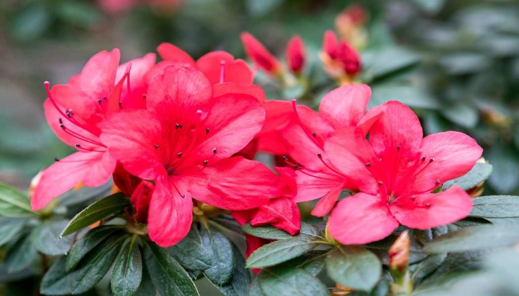 Floração Fáceis de cuidar e cheias de flores vibrantes, as azáleas são uma tendência na decoração de espaços verdes.