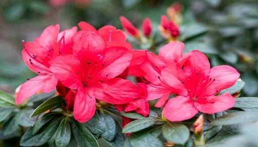 Az&aacute;leas: a planta exuberante que est&aacute; a substituir os l&iacute;rios e as tulipas nos jardins