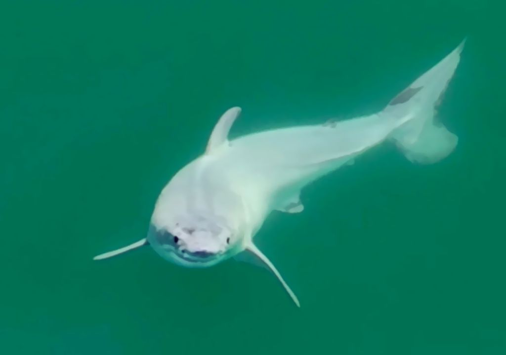 Baby Shark na vida real! Pela primeira vez na história, cientistas fotografam um bebê de tubarão branco