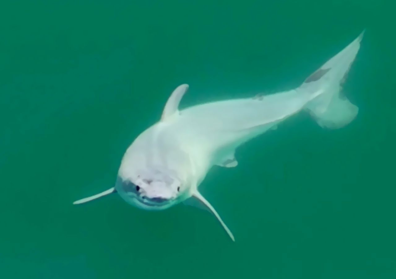 Baby Shark in real life!  For the first time in history, scientists have photographed a small white shark