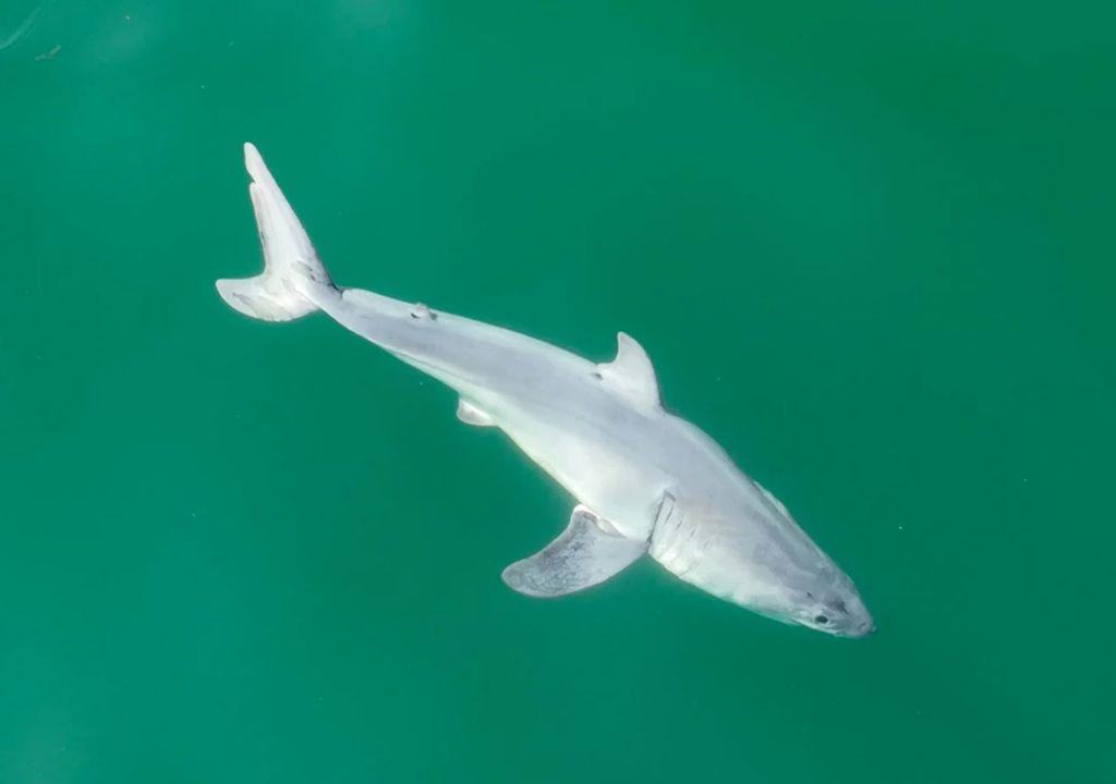 Baby Shark in real life!  For the first time in history, scientists have photographed a small white shark