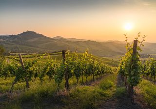 El cambio climático está haciendo inviables muchas zonas vinícolas en el mundo, el aviso de unos científicos