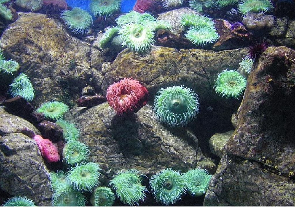 corais do Oceanário de Lisboa corais do Oceanário de Lisboa