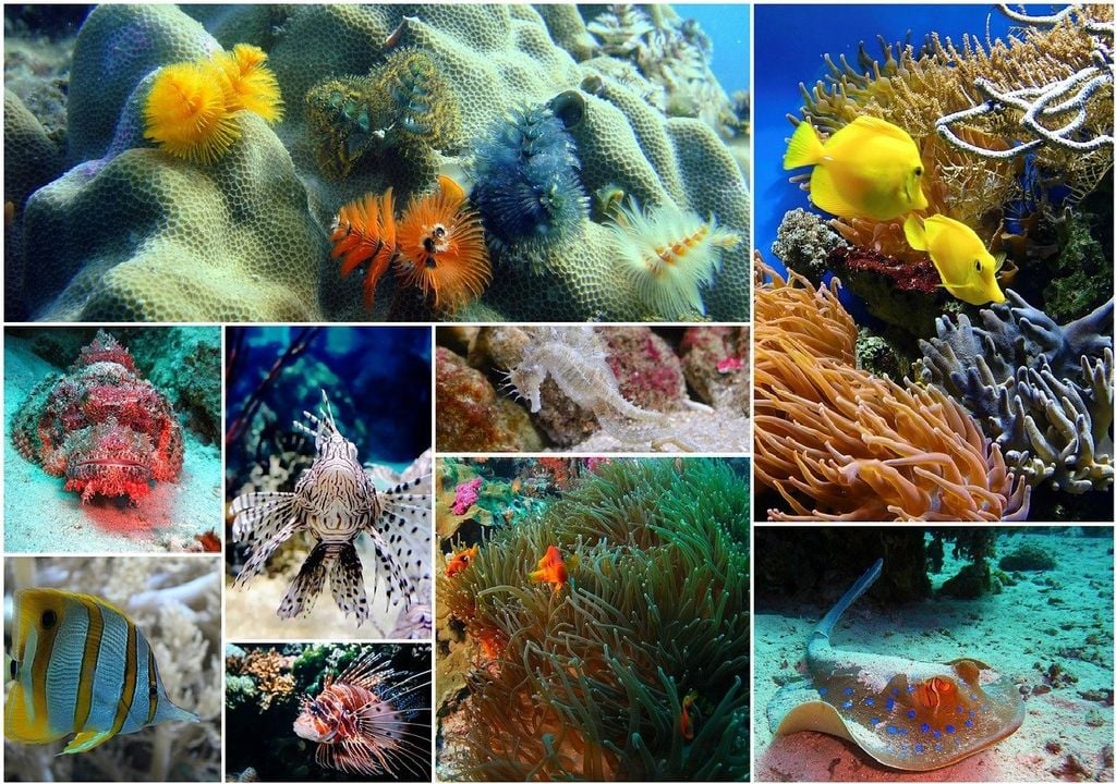 Mosaico de imagens com peixes e corais Mosaico de imagens com peixes e corais