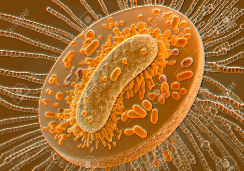 Mitocondrias