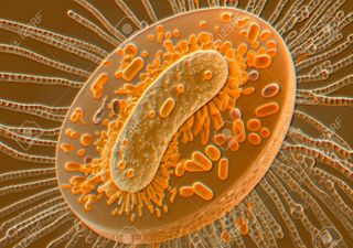 Batteri trovati in sorgenti termali potrebbero essere correlati con i primi mitocondri